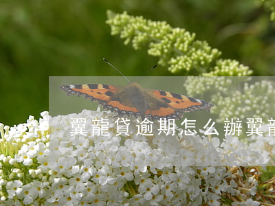 翼龍貸逾期怎么辦(翼龍貸還在嗎)