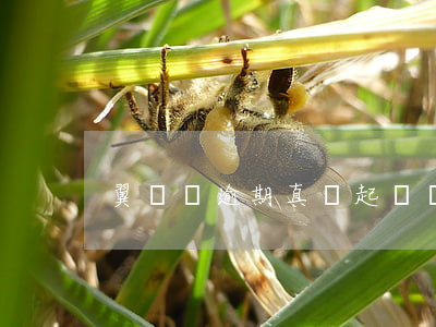 翼龍貸逾期真會起訴嗎