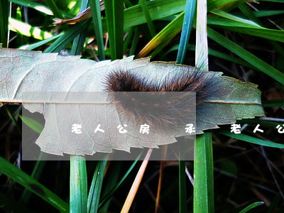 老人公房繼承嗎(老人公房繼承嗎)