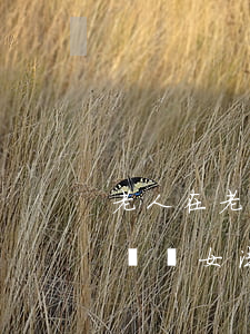 老人在老家被撞兒女能在北京起訴嗎(老人起訴兒女法院會(huì)怎么解決)