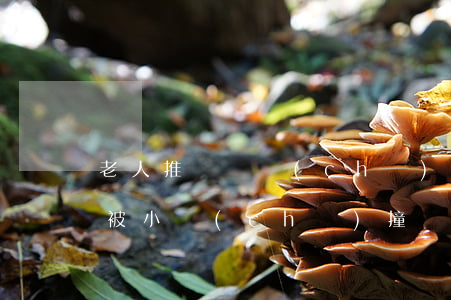 老人推嬰兒車(chē)過(guò)馬路被小車(chē)撞飛 交通事故責(zé)任認(rèn)定的標(biāo)準(zhǔn)是什么