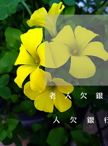 老人欠銀行10多萬(wàn)怎么處理（老人欠銀行10多萬(wàn)）