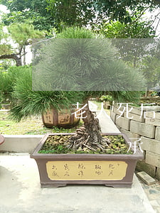 老人死后撫恤金什么人能繼承(是誰照顧老人誰繼承撫恤金嗎)