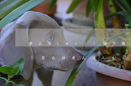 老人沒(méi)留下遺囑房產(chǎn)怎么分(老人沒(méi)有遺囑的情況下財(cái)產(chǎn)如何分配)