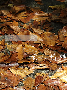 老人精神病怎么繼承(精神病老人怎么處理)