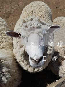 老人被撞了不嚴(yán)重如何賠償，老人被車撞了不嚴(yán)重賠償標(biāo)準(zhǔn)