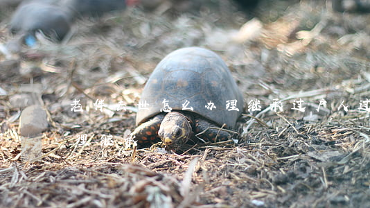 老伴去世怎么办理继承过户(人过世了怎么办理继承)