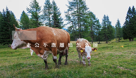 老公不愿離婚怎么辦