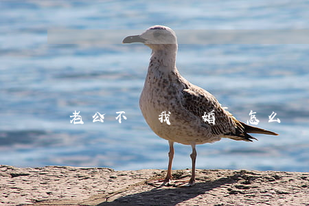 老公不讓我離婚該怎么辦