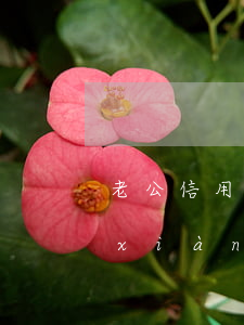 老公信用卡透支怎么辦(如果發(fā)現(xiàn)老公套信用卡怎么辦)