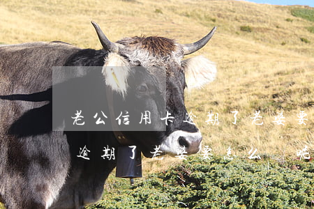 老公信用卡逾期了老婆要怎么辦(老公信用卡逾期了老婆要怎么辦呢)