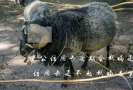 老公信用卡逾期会影响还房贷吗(老公同银行信用卡还不起影响房贷吗)