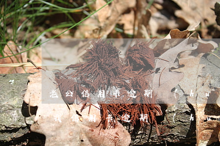 老公信用卡逾期會(huì)影響老婆嗎-我信用卡逾期會(huì)不會(huì)影響我老公