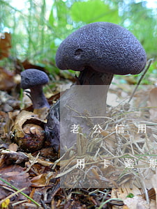 老公信用卡逾期銀行老騷擾我老婆-老公信用卡逾期銀行老騷擾我老婆