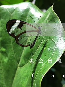 老公出軌不斷也不離婚怎么辦(老公出軌無數(shù)次,該不該離婚)