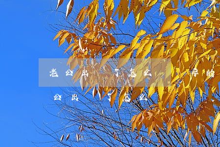 老公出軌了怎么辦(懷孕的時(shí)候老公出軌了怎么辦)