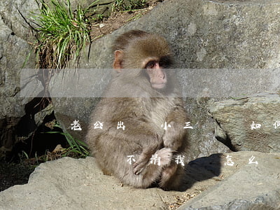 老公出軌小三糾纏如何法律處理(老公和小三糾纏不清我該怎么辦)