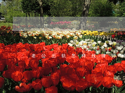 老公出轨怎样找律师(找老公千万不能找律师)