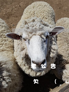 老公告訴我外面欠5萬的網(wǎng)貸(欠網(wǎng)貸幾萬不敢跟老公說)