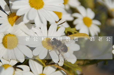 老公和丈母娘要離婚(老公和丈母娘要離婚)
