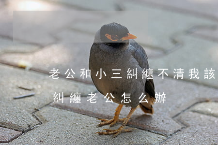 老公和小三糾纏不清我該怎么辦(小三不停的糾纏老公怎么辦?)