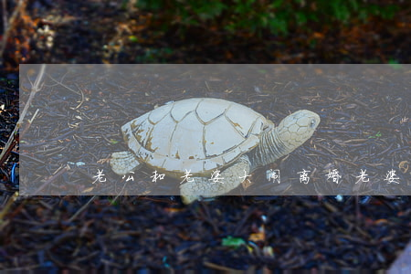 老公和老婆大闹离婚(老婆吵着要离婚)