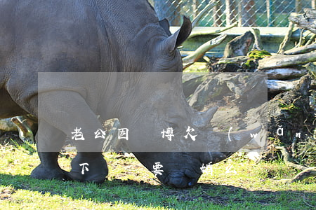 老公因賭博欠網(wǎng)貸離婚(老公欠下賭債要離婚么)