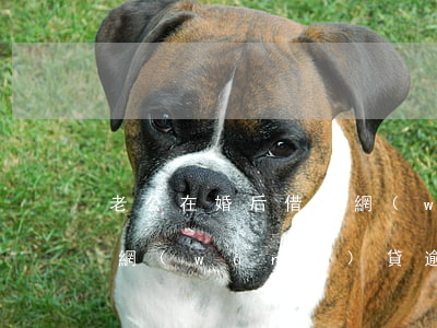 老公在婚后借了網(wǎng)貸逾期(本人網(wǎng)貸逾期了影響老婆貸款)