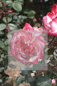 老公在我的手機網(wǎng)貸不還(老公借了網(wǎng)貸還不上老婆有責(zé)任嗎)