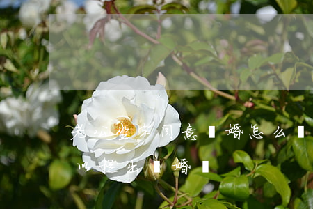 老公坐牢同意離婚怎么辦離婚(老公坐牢我可以提出離婚嗎)