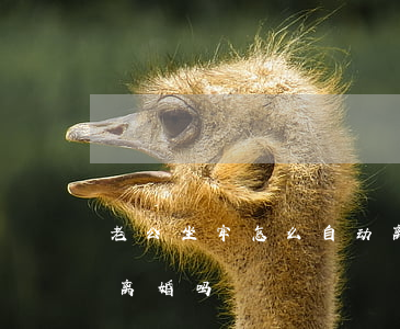 老公坐牢怎么自动离婚(老公坐牢了可以申请离婚吗)