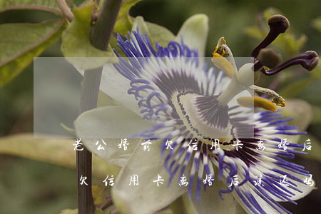 老公婚前欠信用卡离婚后该还吗-老公婚前欠信用卡离婚后该还吗怎么办