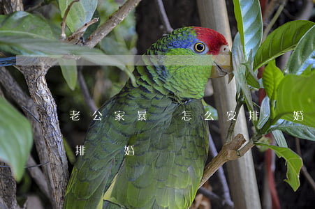 老公家暴該怎么安排離婚(老公家暴該怎么安排離婚)