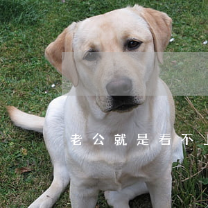 老公就是看不上了想離婚怎么辦