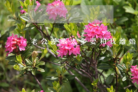 老公差賬太多要和我離婚怎么辦