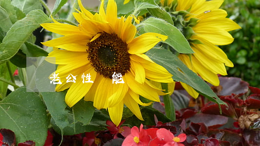 老公性無能