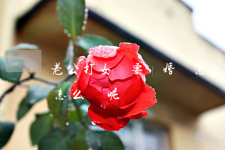 老公打女兒要離婚該怎么辦(老婆打兒子我該怎么辦呢)