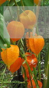 老公打老婆離婚財(cái)產(chǎn)怎么判(丈夫賭博,起訴離婚財(cái)產(chǎn)怎么分割)