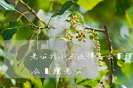老公找小三法律怎么處理(老公找小三法律怎么處理老公)