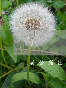 老公搬出去住了不提離婚