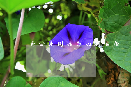 老公是同性恋如何离婚