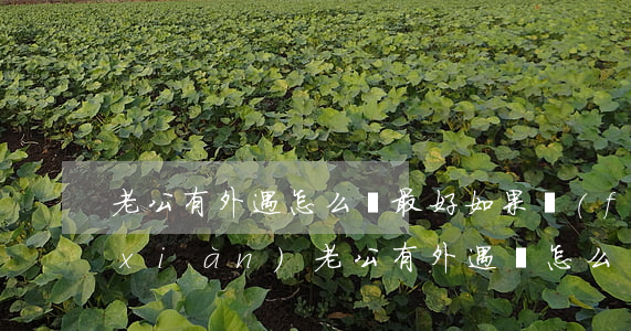 老公有外遇怎么辦最好(如果發(fā)現(xiàn)老公有外遇該怎么辦)