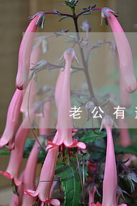 老公有逾期影響老婆考公務(wù)員嗎-