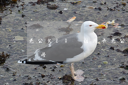 老公欠20萬信用卡(老公欠20萬信用卡能離婚嗎)