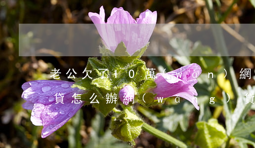老公欠了10萬(wàn)網(wǎng)貸怎么辦(網(wǎng)貸欠款10萬(wàn)怎么辦)