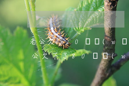 老公欠了20萬網(wǎng)貸 怎么辦(老公欠下了80萬網(wǎng)貸怎么辦)