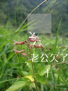 老公欠了70萬網(wǎng)貸(老公欠了幾十萬網(wǎng)貸)