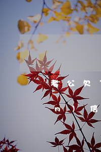 老公欠了信用卡(老婆婚前欠了20萬(wàn)信用卡)