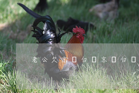 老公欠京東白條(京東白條 欠款)