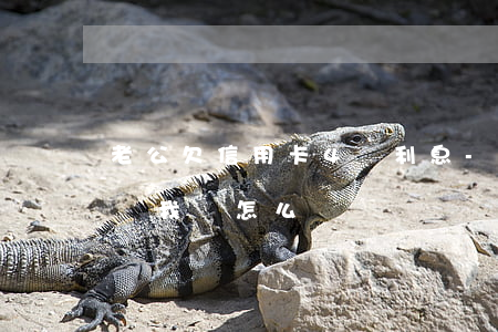 老公欠信用卡4萬利息-老公欠信用卡40萬,我該怎么辦
